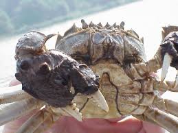 Image result for Eriocheir sinensis