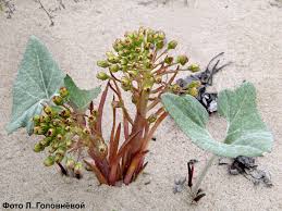 Attēlu rezultāti vaicājumam “Petasites spurius”