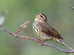 Image result for Seiurus noveboracensis