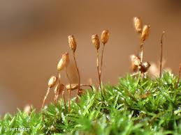 Attēlu rezultāti vaicājumam “Gymnostomum aeruginosum”