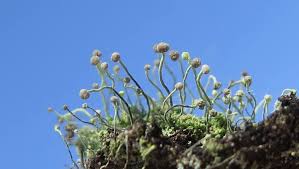 Attēlu rezultāti vaicājumam “Chaenotheca furfuracea”