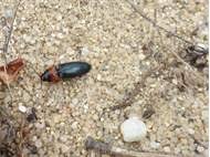 Attēlu rezultāti vaicājumam “Cardiophorus ruficollis”