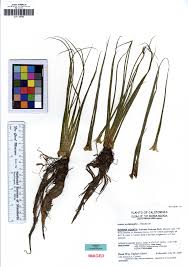 Attēlu rezultāti vaicājumam “Isoetes lacustris leaf”