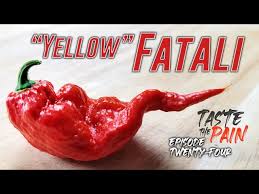 Afbeeldingsresultaat voor yellow fratali hot pepper