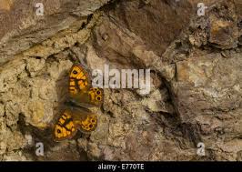 Attēlu rezultāti vaicājumam “Lasiommata megera underside”