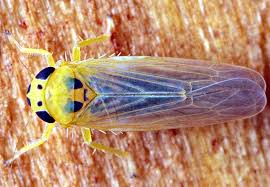 Attēlu rezultāti vaicājumam “Macrosteles sp. imago”