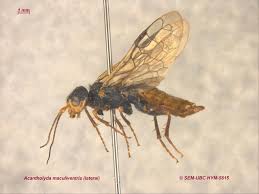 Attēlu rezultāti vaicājumam “Acantholyda erythrocephala”