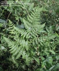 Attēlu rezultāti vaicājumam “Gymnocarpium robertianum”