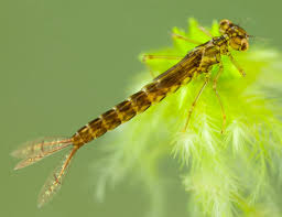 Attēlu rezultāti vaicājumam “Enallagma cyathigerum”