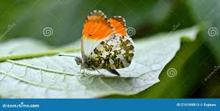 Attēlu rezultāti vaicājumam “Anthocharis cardamines male”