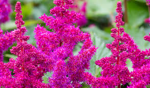 Attēlu rezultāti vaicājumam “Astilbe chinensis flower”