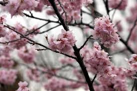 Attēlu rezultāti vaicājumam “Cerasus”