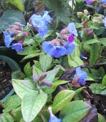 Attēlu rezultāti vaicājumam “Pulmonaria angustifolia leaf”