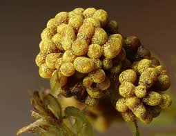 Attēlu rezultāti vaicājumam “Physarum virescens”