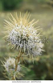 Attēlu rezultāti vaicājumam “Echinops sphaerocephalus”