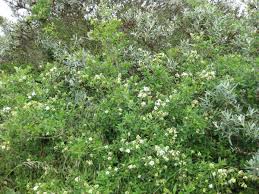 Attēlu rezultāti vaicājumam “Ligustrum vulgare”