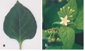 Attēlu rezultāti vaicājumam “Solanum nigrum leaf”