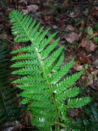 Attēlu rezultāti vaicājumam “Polystichum aculeatum”