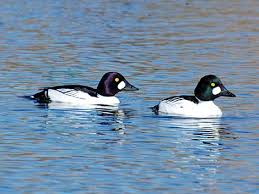 Attēlu rezultāti vaicājumam “Bucephala clangula”