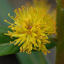 Attēlu rezultāti vaicājumam “Lysimachia thyrsiflora”