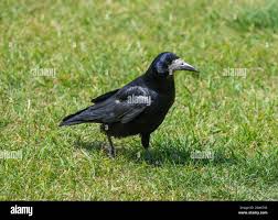 Attēlu rezultāti vaicājumam “Corvus frugilegus adult”