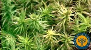 Attēlu rezultāti vaicājumam “Sphagnum austinii sporophyte”