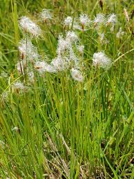 Attēlu rezultāti vaicājumam “Trichophorum alpinum”