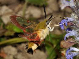 Attēlu rezultāti vaicājumam “Hemaris fuciformis”