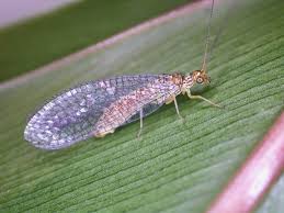 Attēlu rezultāti vaicājumam “Chrysopidae”