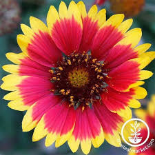 Image result for Gaillardia