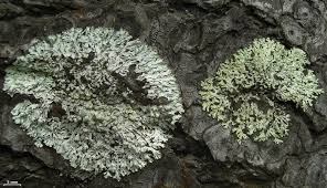 Attēlu rezultāti vaicājumam “Parmeliopsis ambigua”