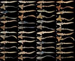 Image result for Stegostoma tigrinum