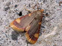 Attēlu rezultāti vaicājumam “Hypsopygia costalis”