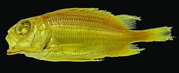 Image result for Holocentrus adscensionis