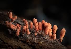 Attēlu rezultāti vaicājumam “Arcyria stipata spores”