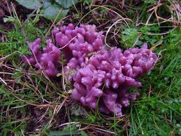 Attēlu rezultāti vaicājumam “Badhamia lilacina young”