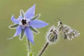 Attēlu rezultāti vaicājumam “Borago officinalis bud”