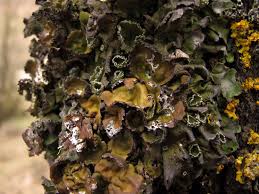 Attēlu rezultāti vaicājumam “Pleurosticta acetabulum”