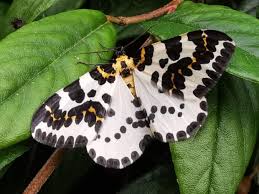 Attēlu rezultāti vaicājumam “Abraxas grossulariata”