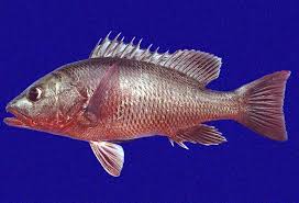 Image result for Lutjanus colorado