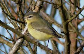 Image result for Vireo philadelphicus