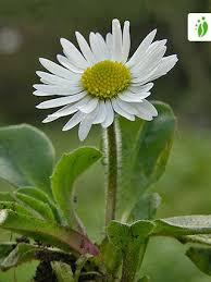 Image result for Bellis perennis