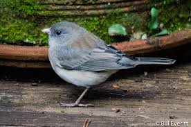 Image result for Junco hyemalis