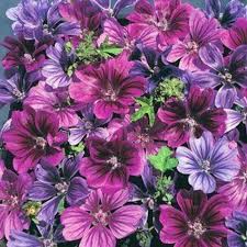 Image result for Malva sylvestris