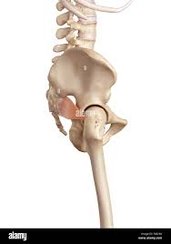 Attēlu rezultāti vaicājumam “Cribraria piriformis young”