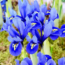 Attēlu rezultāti vaicājumam “Iris reticulata flower”