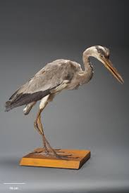 Attēlu rezultāti vaicājumam “Ardea cinerea”