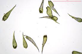 Attēlu rezultāti vaicājumam “Homomallium incurvatum”