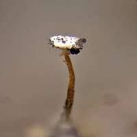 Attēlu rezultāti vaicājumam “Physarum flavicomum macro”