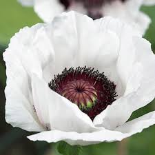 Attēlu rezultāti vaicājumam “Papaver orientale  flower”